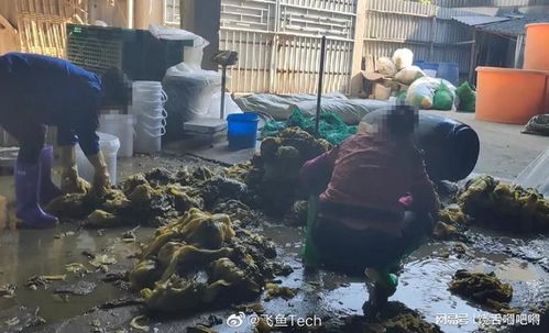 汕头再现工人赤脚踩腌菜, 橄榄菜 厂家,生产过程堪比老痰酸菜